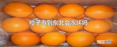 橙子寄到东北会冻坏吗