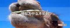 骆驼为什么不怕刺