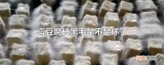霉豆腐长黑毛是不是坏了