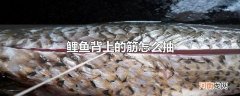 鲤鱼背上的筋怎么抽