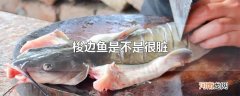 梭边鱼是不是很脏