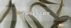 泥鳅代表什么数字