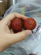 荔枝怎么保存 荔枝怎么保存新鲜冰箱