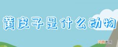 黄皮子是什么动物