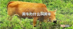 黄牛为什么叫黄牛
