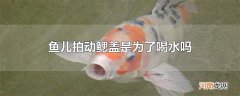 鱼儿拍动鳃盖是为了喝水吗