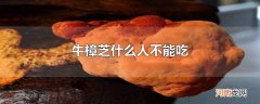 牛樟芝什么人不能吃