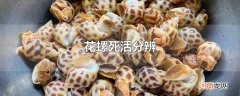 花螺死活分辨
