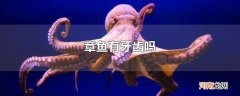 章鱼有牙齿吗
