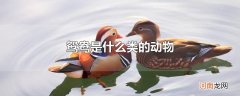 鸳鸯是什么类的动物