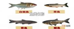鱼类名称