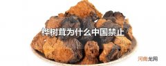 桦树茸为什么中国禁止