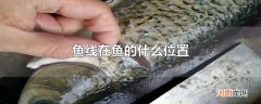鱼线在鱼的什么位置