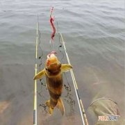 怎么钓鱼 怎么钓鱼才能钓到鱼