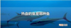 热血的鱼是哪种鱼