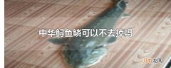 中华鲟鱼鳞可以不去掉吗