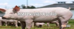 熟猪耳朵冷藏5天会坏吗