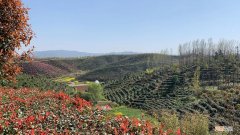 毛尖茶冲泡注意事项 毛尖茶叶怎么泡才是正确的