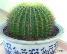 仙人球怎么养 白星仙人球怎么养