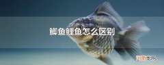 鲫鱼鲤鱼怎么区别