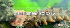 海参和海茄子的区别是什么