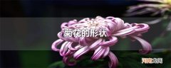 菊花的形状