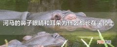 河马的鼻子眼睛和耳朵为什么都长在头顶上