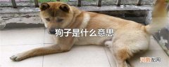 狗子是什么意思