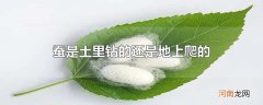 蚕是土里钻的还是地上爬的