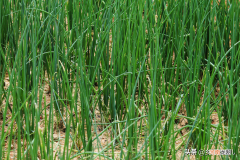香葱种子育苗方法和时间 香葱种子的种植方法和时间