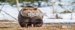 棕熊冬眠吗