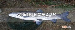 青鱼刺多还是草鱼刺多