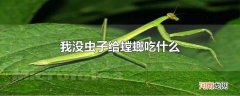 我没虫子给螳螂吃什么