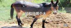 驴和马哪个大