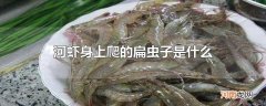 河虾身上爬的扁虫子是什么