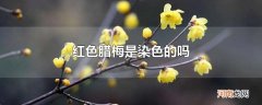 红色腊梅是染色的吗