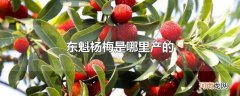 东魁杨梅是哪里产的