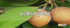 人心果怎么判断熟了