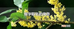 樨字取名的寓意