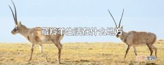 藏羚羊生活在什么地方