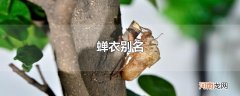 蝉衣别名