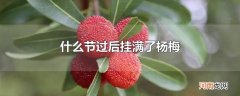 什么节过后挂满了杨梅