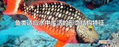鱼类适应水中生活的形态结构特征