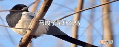 马嘎子是什么鸟