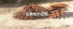 松果有什么用