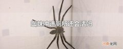蜘蛛冲进厕所还会活吗