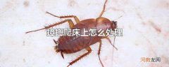 蟑螂爬床上怎么处理