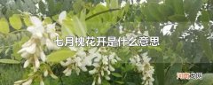 七月槐花开是什么意思