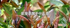 紫芽茶属于什么茶