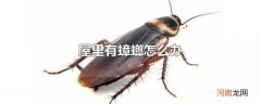 屋里有蟑螂怎么办